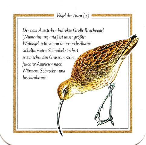 lich gi-he licher vda kg lich 2b (quad185-groer brachvogel 2) 